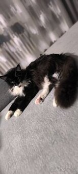 Mainský mývalí kocour krytí