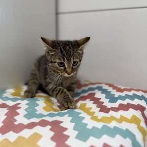 Milo, půlroční tygřice