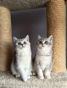 Koťátka britské kočky s PP
