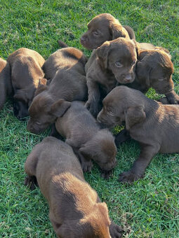 Labradorský retrívr