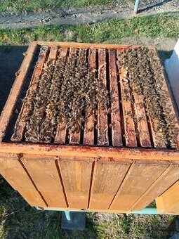 Včely - Vyzimovaná včelstva