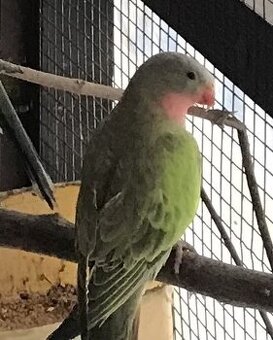 Papoušek Alexandřin