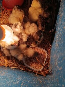 Prodám kuřátka Brahmánka velká