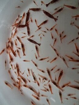 Krevetky Neocaridina "red cherry"