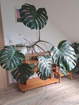 Monstera