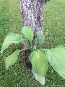 Bohyška-Hosta