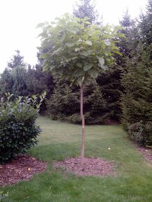 Catalpa stromky 120 až 260 cm