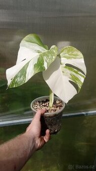 Monstera deliciosa ALBO varietata č.2.