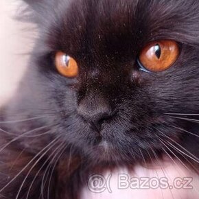 Prodám perská koťata činčila černá kouřová