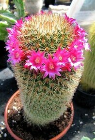 emena kaktusu Mammillaria spinosissima