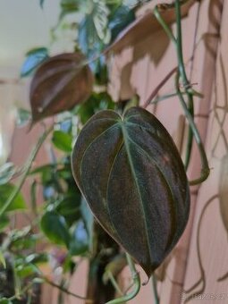 Philodendron Micans