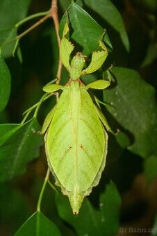 Lupenitka filipínská - Phyllium philippinicum