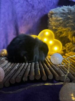 Králíček 🐰 beránek - 1