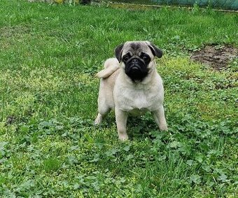 Predam Mops steniatko