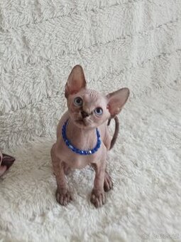 Kanadský sphynx