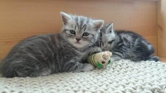 Britská modrá a whiskas kočičky i kocourkové