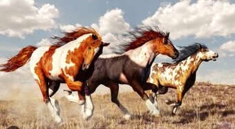 Paint Horse - koupím