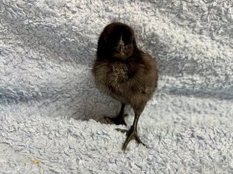 Ayam Cemani kuřátka