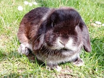 Volná mladá samička - Zakrslý Beránek MiniLop - Kuní Hnědá..