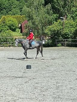 Bílý valach A1/1 - 1
