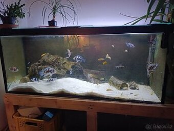 Akvarium