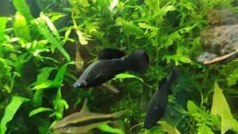 Black molly klasik - 1