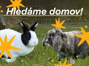 Zakrslí králíčci k adopci hledají domov