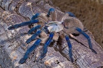 Monocentropus balfouri
