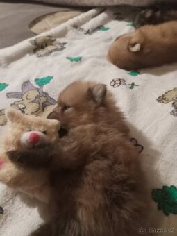 Pomeranian