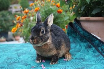 Zakrslý REX tříslový černý sameček