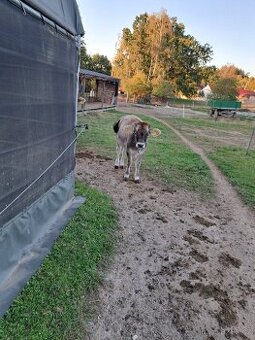 jalovička 7 měsíců