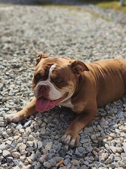 American bully pocket exotic