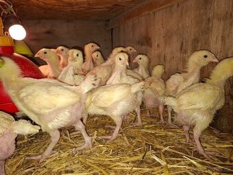 Brojleři, brojlerová kuřata, brojlerové kuře