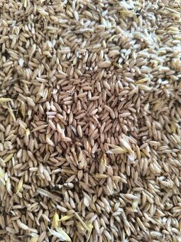 Nahý/ bezpluchý ves