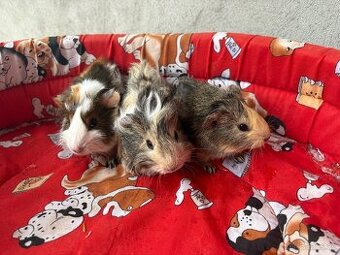 MORČE , MORČATA , MORČÁTKA samečkové ♥️