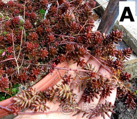 Skalničky - rozchodník - různé druhy, i barevné