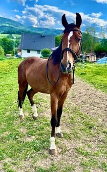 Všestranný valach - 1