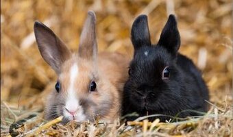 Daruji slepice a kuřátka,kraliky