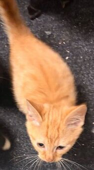 Kotatko 4 měsíční