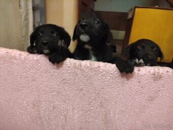 Prodám štěňátka
