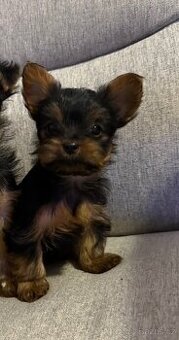 Štěňátka yorkshirského teriéra