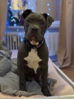 Prodám štěně American bully