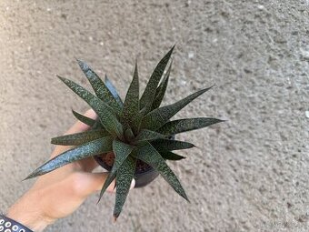 Aloe aristata - nenáročná sukulentní rostlina