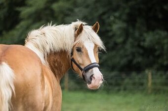 Valach Hafling 6 let.