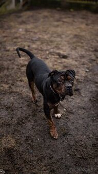 Biscuit - bláznivý kluk, kříženec bull, 3 roky