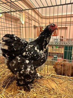 Nv brahmanka porcelanova a mottled