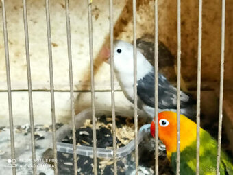 Agapornia Fischer - 1