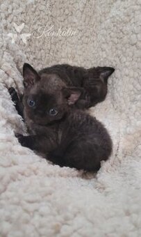 Devon rex koťátka s PP