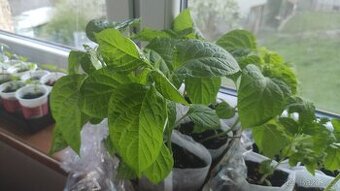 Chilli sazenice, rajčata papriky.