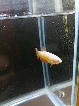 Betta Splendens - Betta bojovnice (Samice 11)